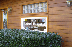 A Small Animal Hospital
